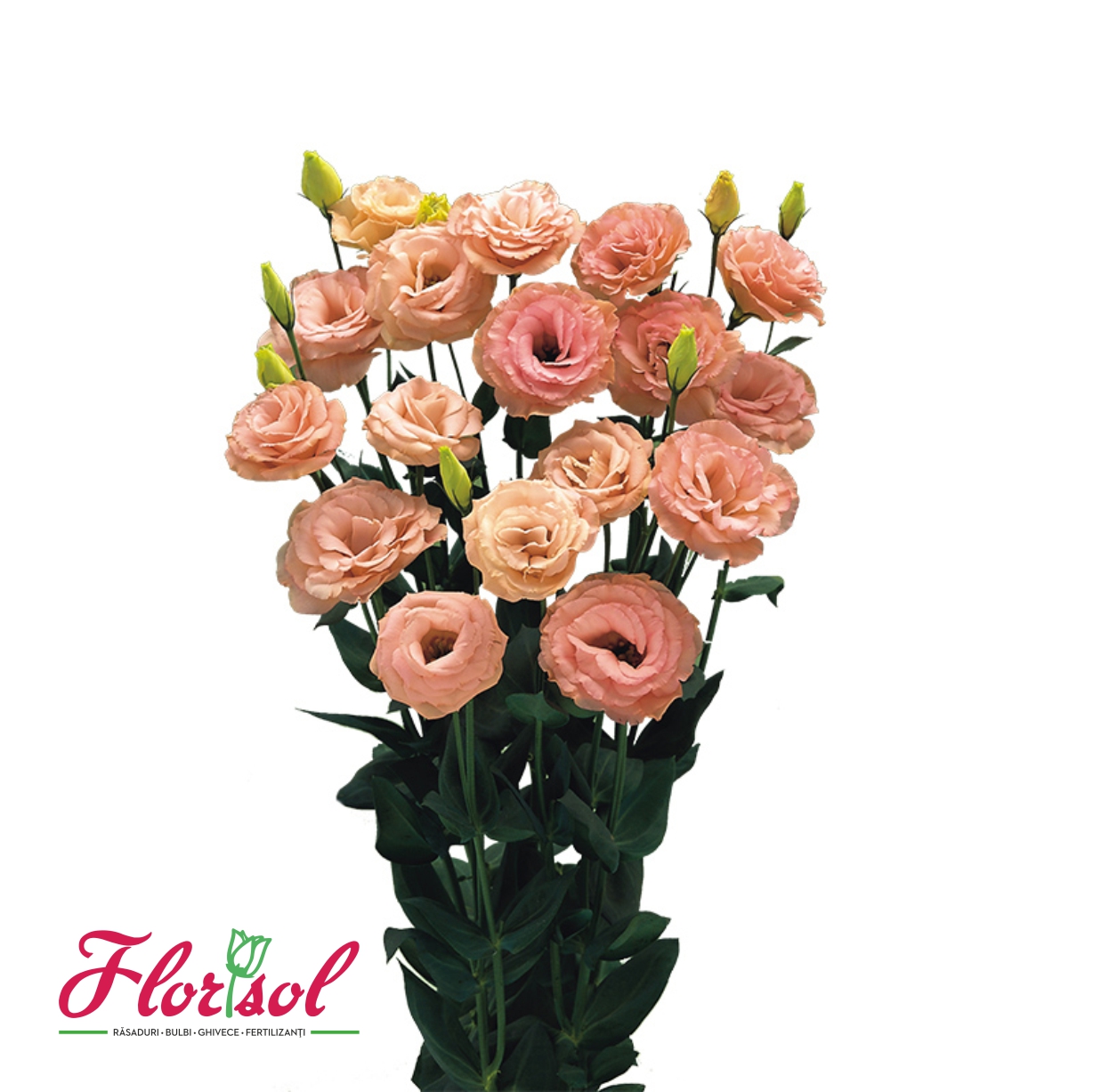 LIS. ARENA 3 APRICOT Florisol