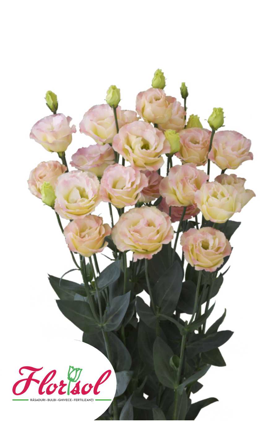 LIS. CROMA 2 CHAMPAGNE Florisol