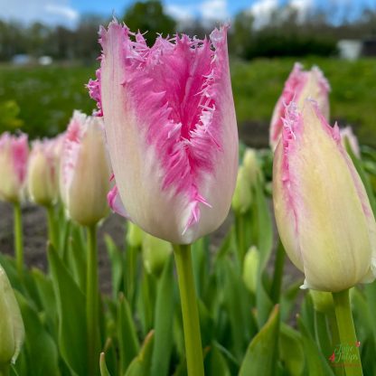 LALEA HUIS TEN BOSCH 11/12