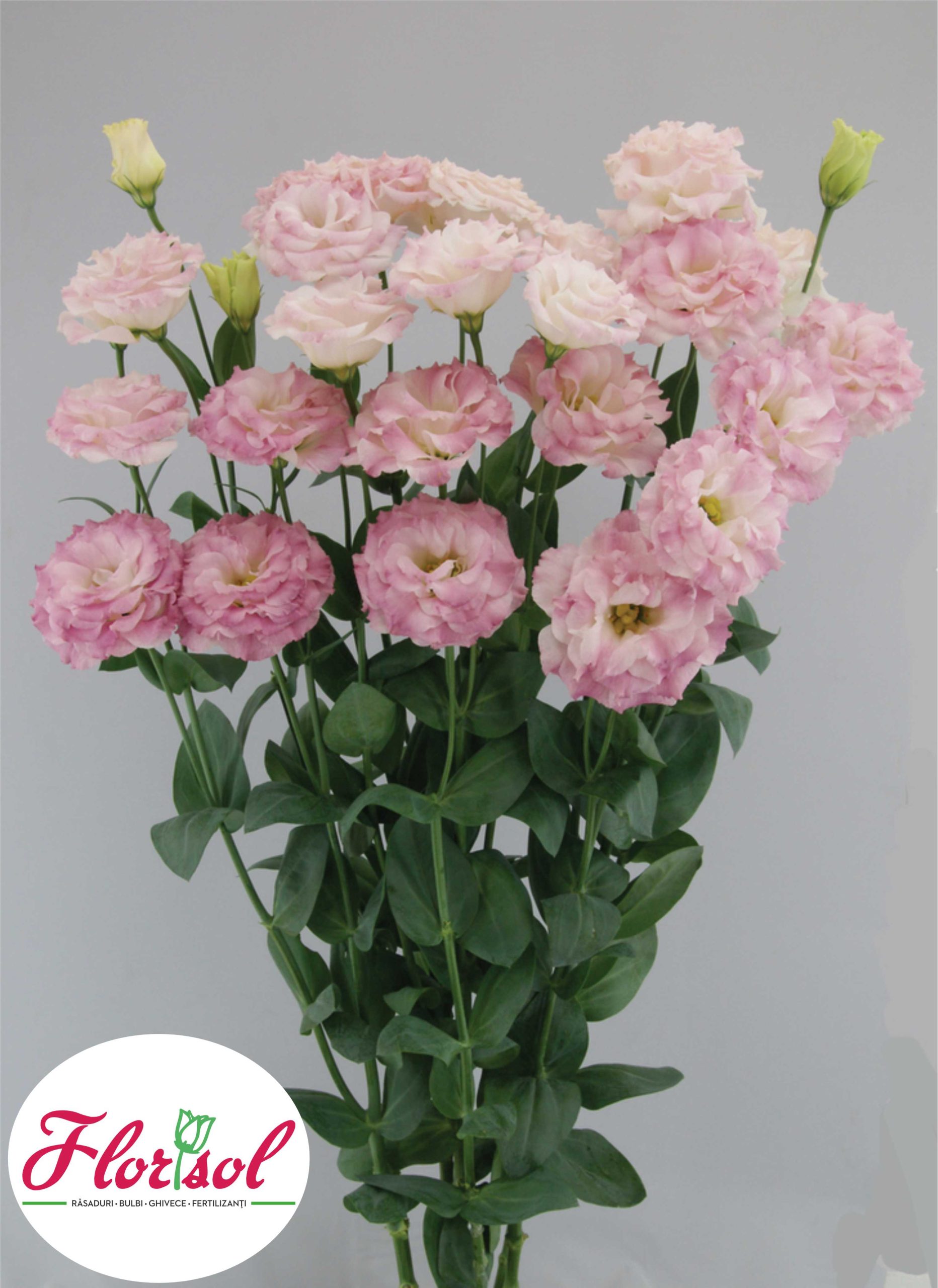 LIS. MEGALO 2 PINK PICOTEE Florisol