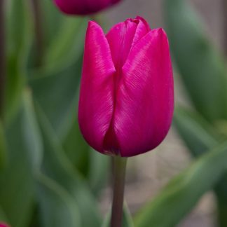 LALEA PINK ARDOUR 12+