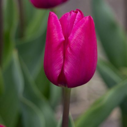 LALEA PINK ARDOUR 12+