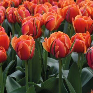 LALEA QUEENSDAY 12+