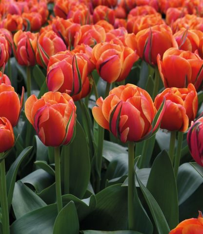LALEA QUEENSDAY 12+