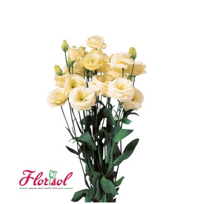 LIS. ROSITA 3 YELLOW II