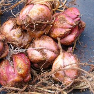Bulbi flori