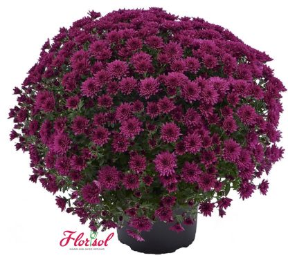 CRIZ. AMADORE PURPLE P