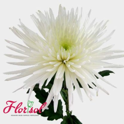 CRIZ. ANASTASIA WHITE P