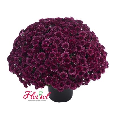 CRIZ. AVALON PURPLE P