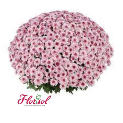 CRIZ. BANQUET PINK BICOLOR P