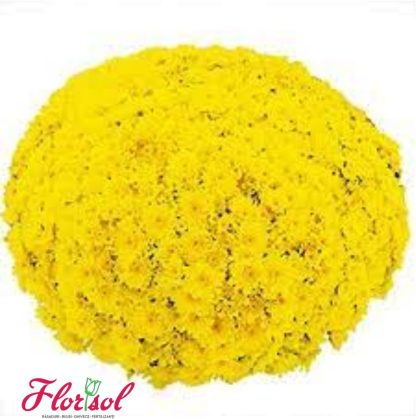 CRIZ. BAECH YELLOW P