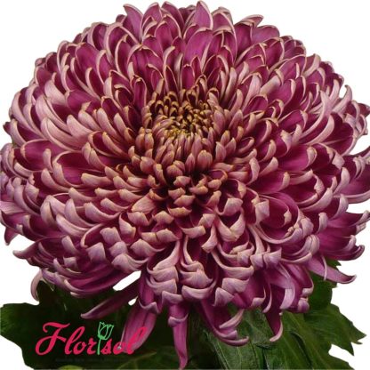 CRIZ. BISLET PURPLE P