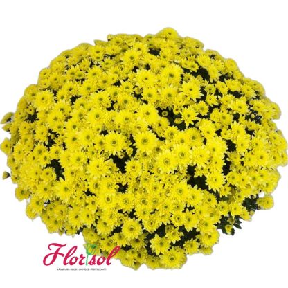 CRIZ. BLANCHETT YELLOW P