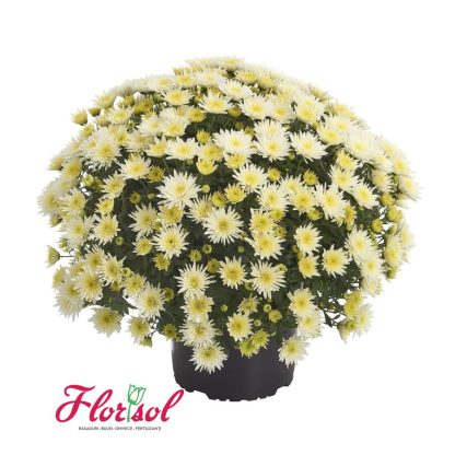 CRIZ. BLOMSKI WHITE P
