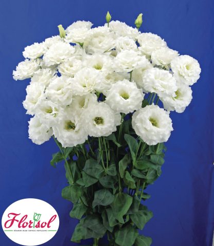 LIS. CELEBRICH 2 WHITE