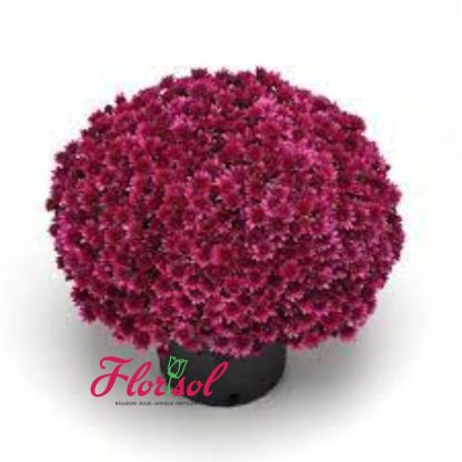 CRIZ. CHERRY PURPLE P