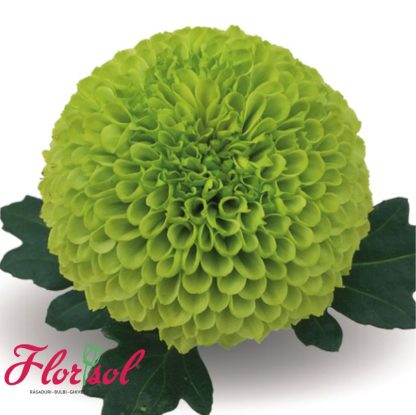 CRIZ. CHIRONE GREEN P