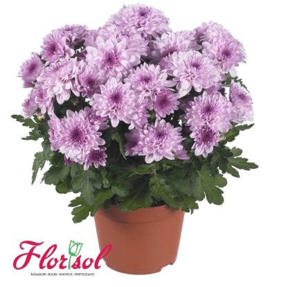 CRIZ. CHRYSTAL PINK FLAIR P