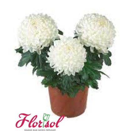CRIZ. COSMO WHITE P