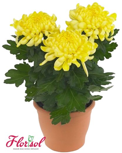 CRIZ. COSMO YELLOW P