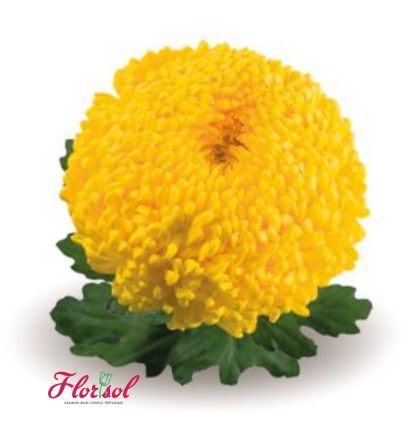 CRIZ. CREAMIST YELLOW P