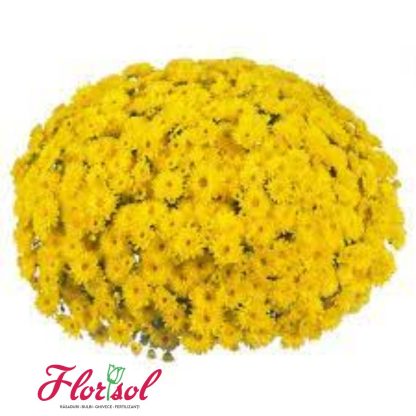 CRIZ. CRUISE YELLOW P
