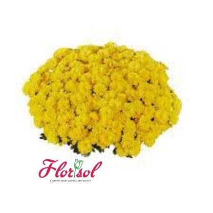 CRIZ. DITTO YELLOW P