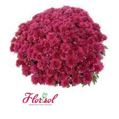 CRIZ. ELATED PURPLE P