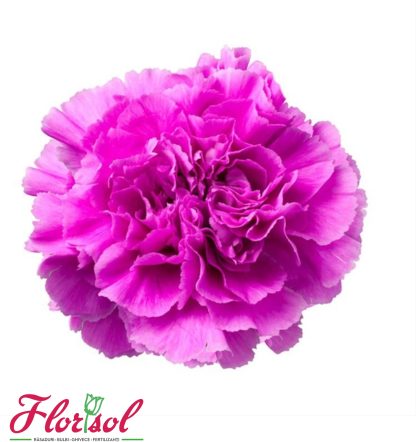 GAROAFA FARIDA