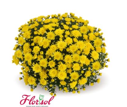 CRIZ. FUTURA YELLOW P