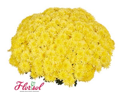 CRIZ. GIGGLE YELLOW P