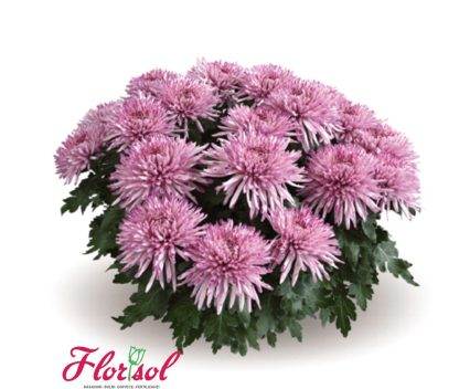 CRIZ. GARBA ROSE P