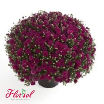 CRIZ. HARLEM PURPLE P