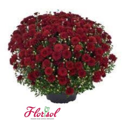 CRIZ. HARLEM RED P