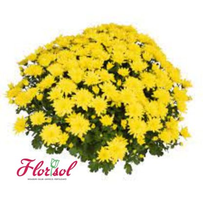 CRIZ. HOMERUN YELLOW P