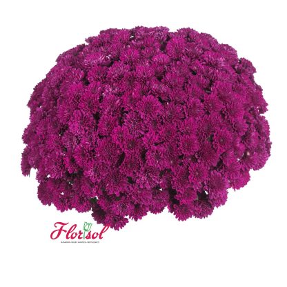 CRIZ. LAGOON PURPLE P