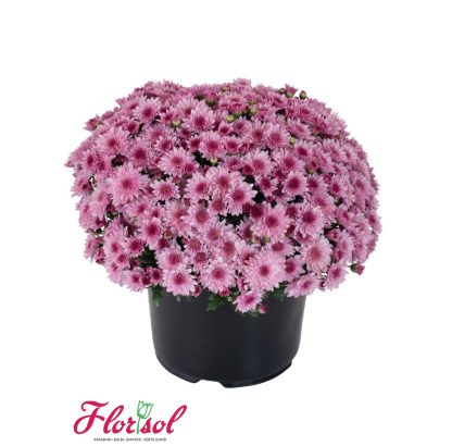 CRIZ. LIVERLY PINK BICOLOR P