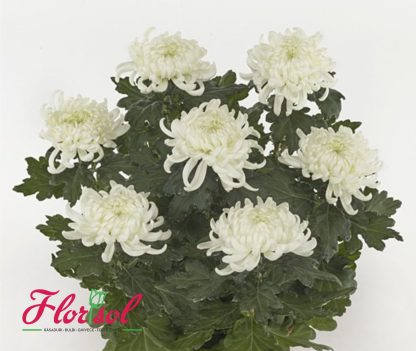 CRIZ. MIRAL WHITE P