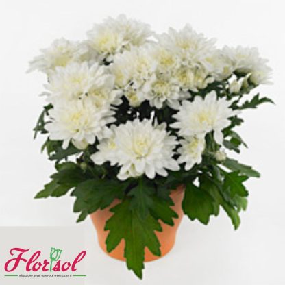CRIZ. MOUNT GERLACH WHITE P