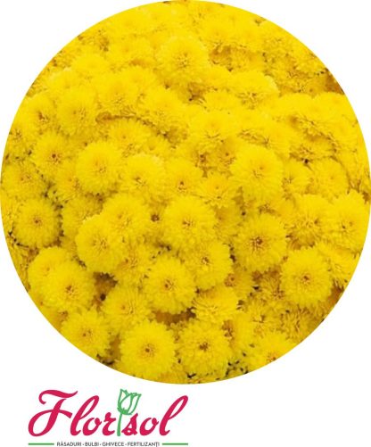 CRIZ. PARTY YELLOW P