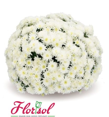CRIZ. PATINKA WHITE P