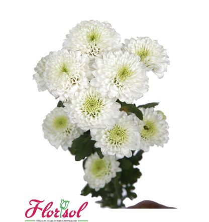 CRIZ. PINA COLADA WHITE P