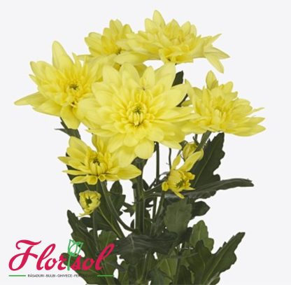 CRIZ. PINA COLADA YELLOW P