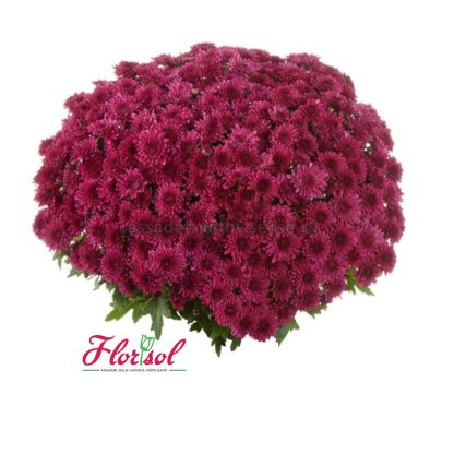 CRIZ. PODIUM PURPLE P