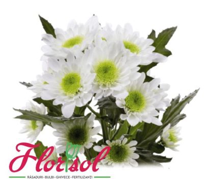 CRIZ. RADOST WHITE P