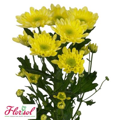CRIZ. RADOST YELLOW P