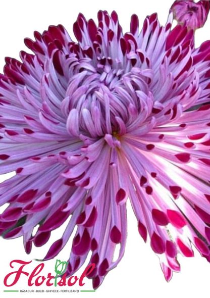CRIZ. SANTOSH VIOLET P