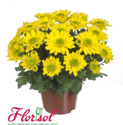 CRIZ. SPLASH YELLOW P