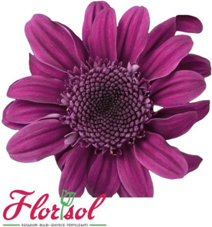 CRIZ. STRESA PURPLE P