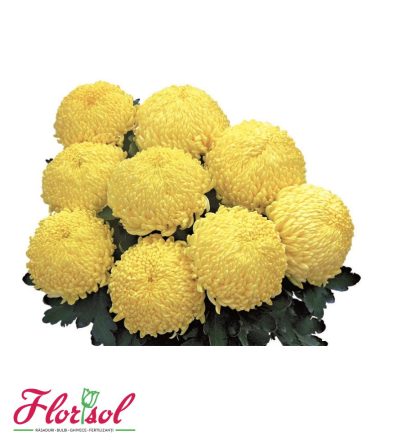 CRIZ. SUNBERRY YELLOW P